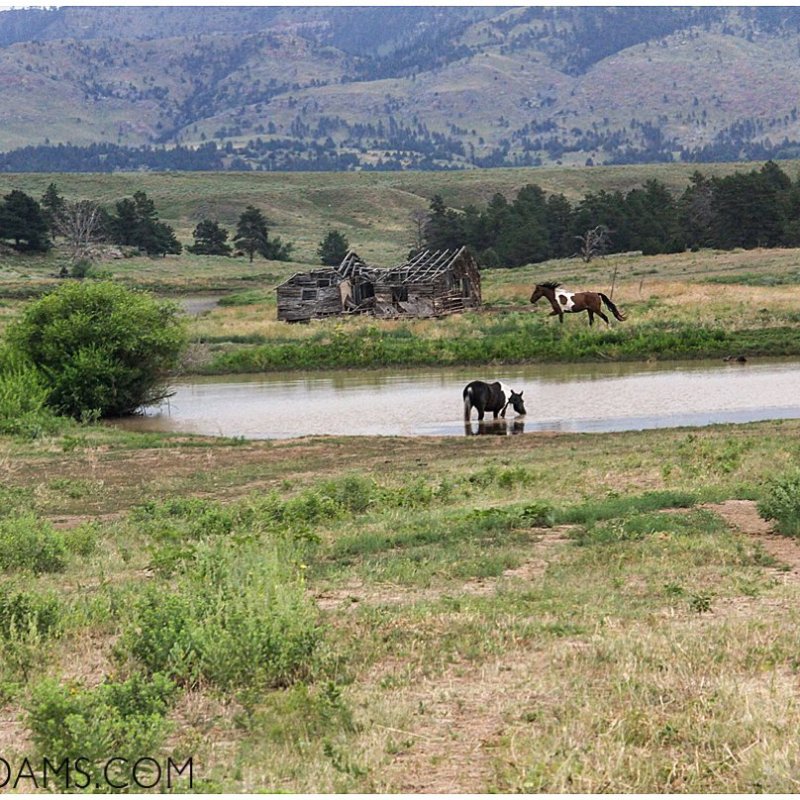 Travel Thursday – Black Hills Wild Horse Sanctuary South Dakota